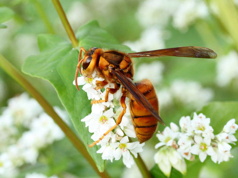 日本に多い蜂の種類を紹介します 蜂の巣駆除 ハチ退治のテイクケア 静岡県西部地区のハチハンター スズメバチ アシナガバチの被害に即日対応