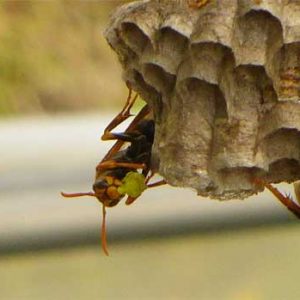 日本に多い蜂の種類を紹介します 蜂の巣駆除 ハチ退治のテイクケア 静岡県西部地区のハチハンター スズメバチ アシナガバチの被害に即日対応